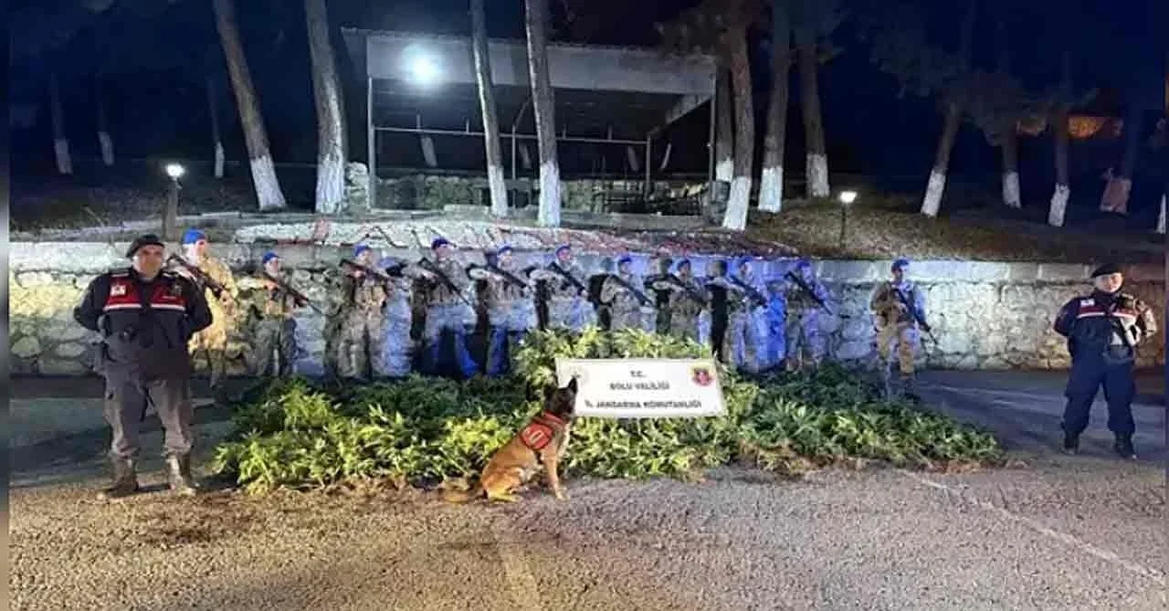 Bolu'da 288 kök kenevir ele geçirildi: 1 tutuklama
